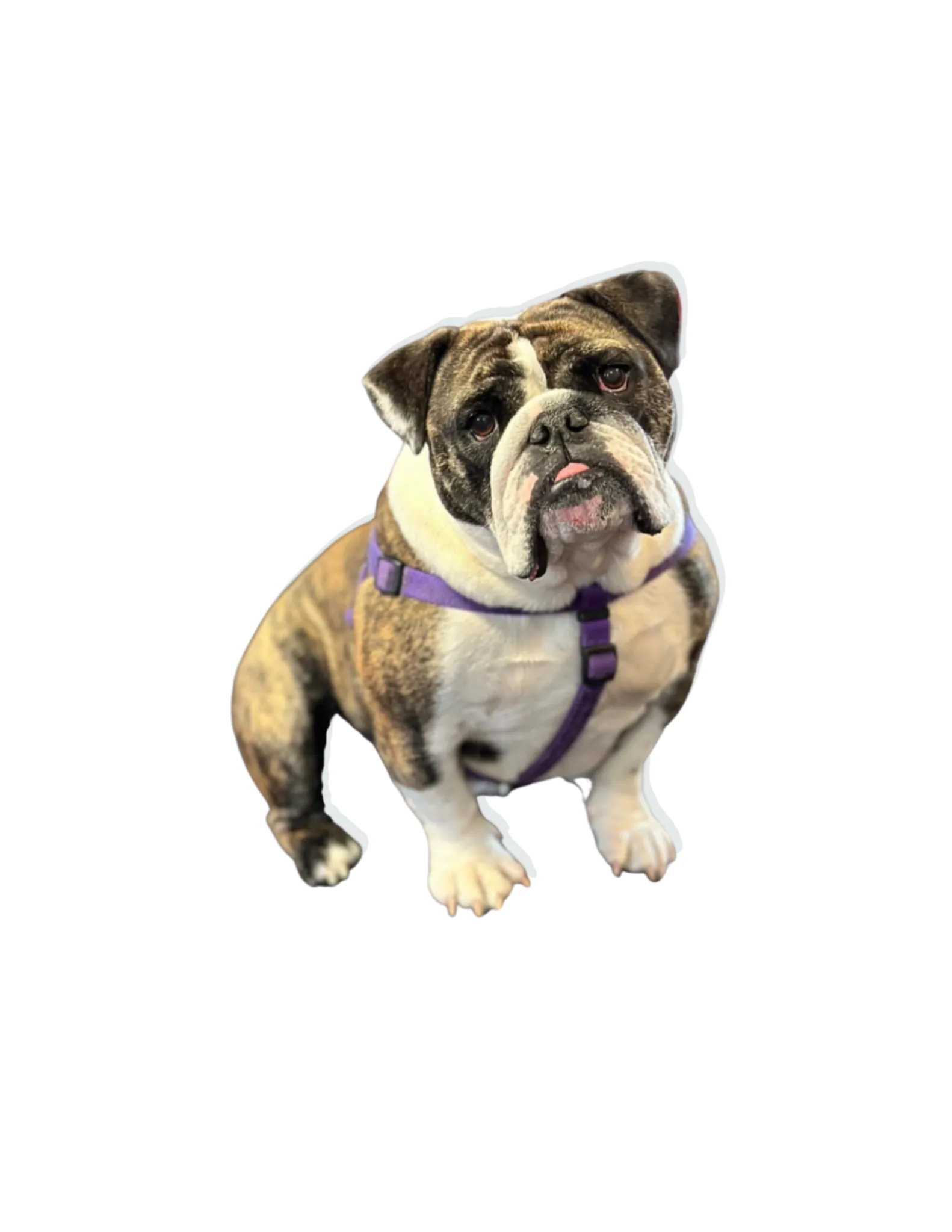 Strudel the bulldog mascot
